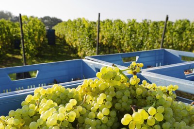CO2 cooling of grapes during transportation, pressing and pre-maceration 