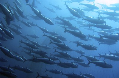 Lavorazione pesce